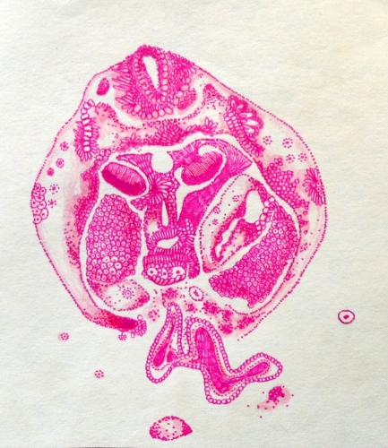 cellule rose.jpg
